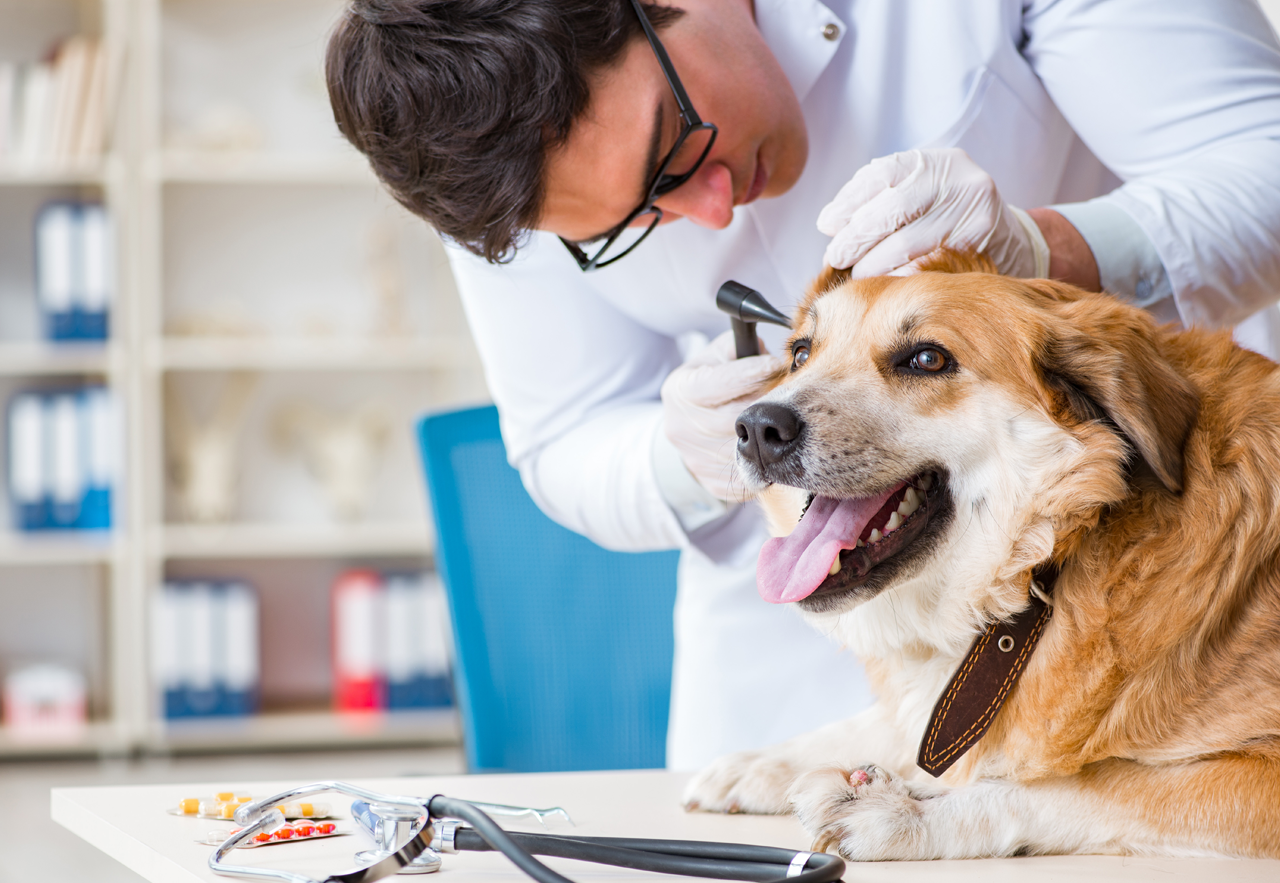 Predictive Analytics for Vet Hospital Growth